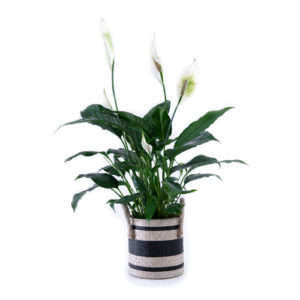 Spaths, (AKA Peace Lily)