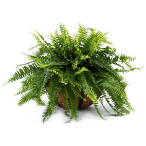 Boston Fern