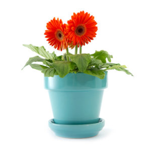 Gerbera Daisies