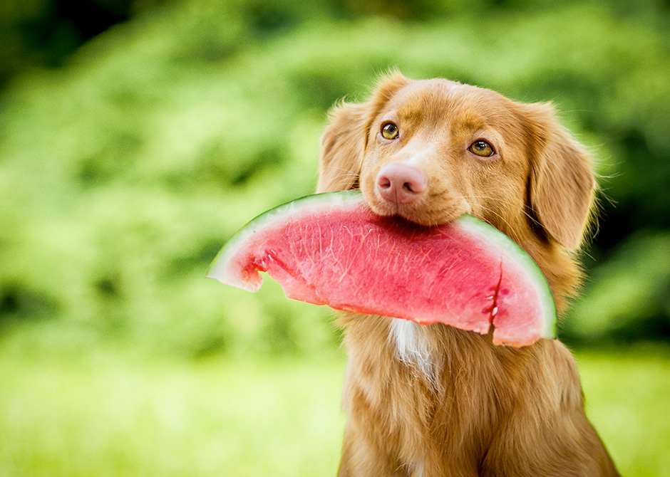 Dog with treat